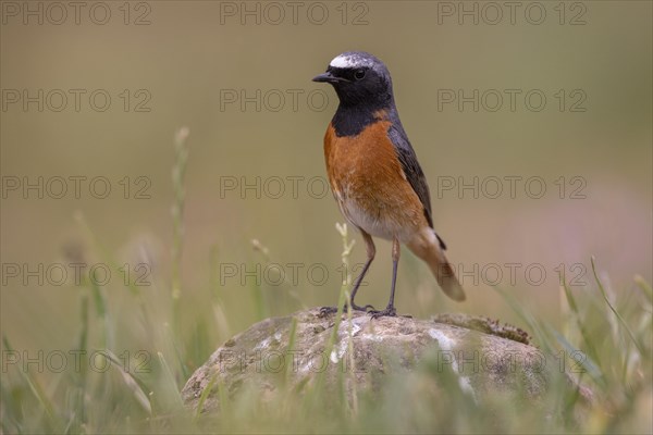 Common redstart (Phoenicurus phoenicurus), male, province of Castile-Leon, Spain, Europe