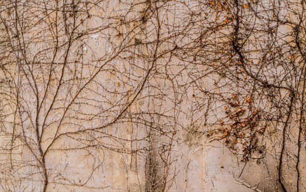 Creeping Ivy vines with small green leaves crawling up the side of a concrete wall