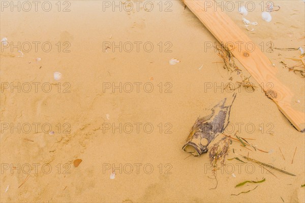 Dead fish laying on beach partially covered with sand next to wooden plank with seashells scattered about