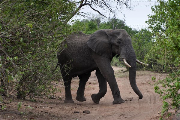 African elephant (Loxodonta africana), mammal, wild, free-living, wilderness, safari, ivory, attack, attacking, aggressive, danger, dangerous, road, Chobe National Park, Botswana, Africa