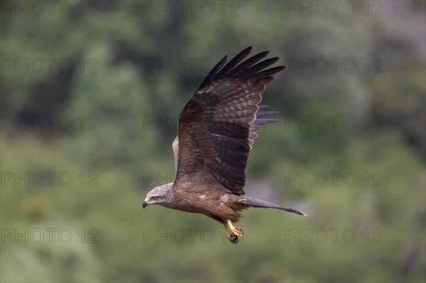 Black Kite (Milvus migrans), flying, Castile-Leon province, Spain, Europe