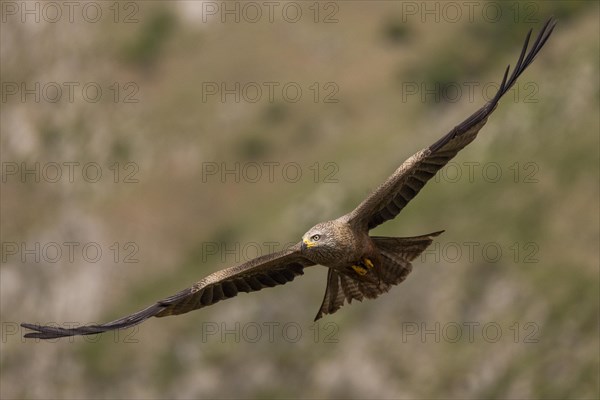 Black Kite (Milvus migrans), flying, Castile-Leon province, Spain, Europe