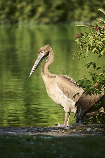 Great white pelican (Pelecanus onocrotalus) youngster, Bavaria, Germany, Europe