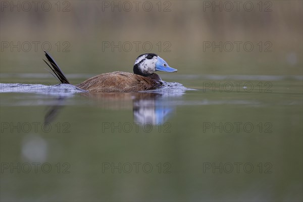 White-headed Duck (Oxyura leucocephala), El Taray wetland, Castilla-La Mancha, Spain, Europe