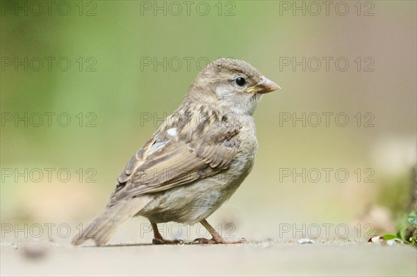House sparrow (Passer domesticus) sitting, Bavaria, Germany Europe