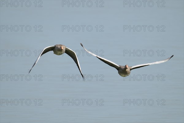 Greylag goose (Anser anser) starting from a lake, flying, Bavaria, Germany, Europe