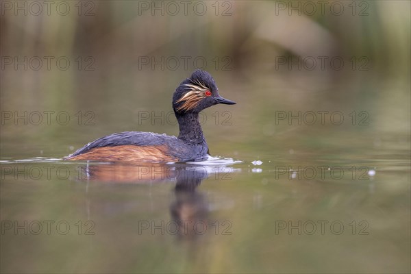 Black-necked Grebe (Podiceps nigricollis), El Taray wetland, Castilla-La Mancha, Spain, Europe