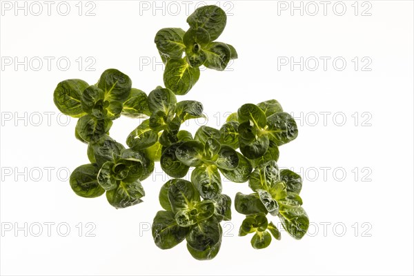 Field salad, studio shots on a white background