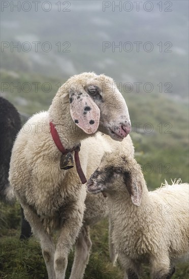 Mother with young, white domestic sheep on an alpine meadow, Berliner Hoehenweg, Zillertal Alps, Tyrol, Austria, Europe