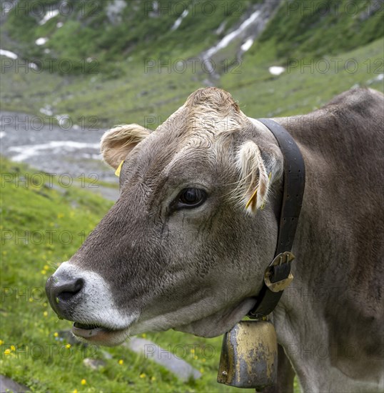 Cow with bell on the alpine meadow, animal portrait, Schlegeisgrund valley, Berliner Hoehenweg, Zillertal, Tyrol, Austria, Europe