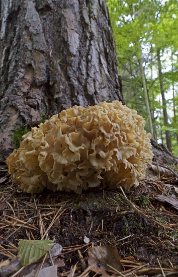 Wood cauliflower fungus (Wood Cauliflower crispa), Hesse, Germany, Europe