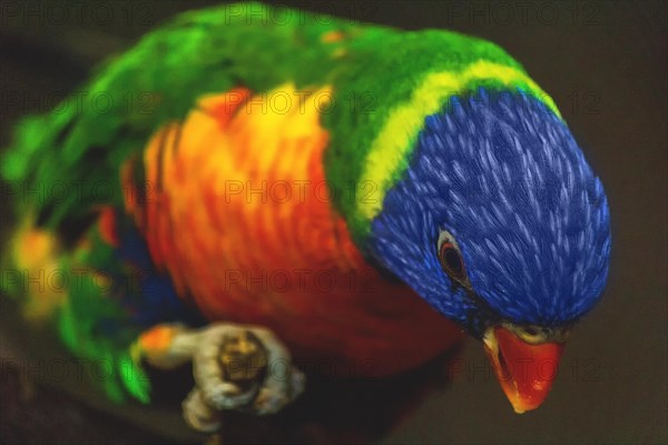 Detailed close-up of a colourful parrot, showing the complex texture of the plumage, Allwetterzoo Muenster, Muenster, North Rhine-Westphalia, Germany, Europe