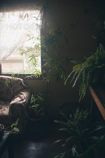 A tranquil nook with plants by a window with soft sunlight filtering through a curtain