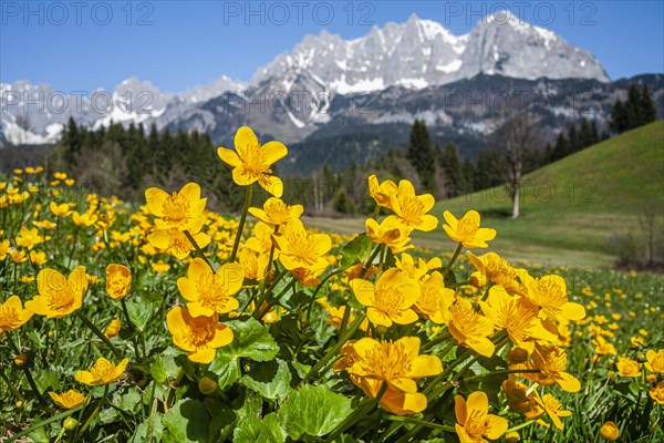 Marsh marigolds (Caltha palustris) in front of mountains, sun, spring, Kaiser Mountains, Tyrol, Austria, Europe