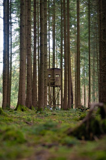 A high seat is hidden between the dense trees of a forest, Unterhaugstett, Black Forest, Germany, Europe