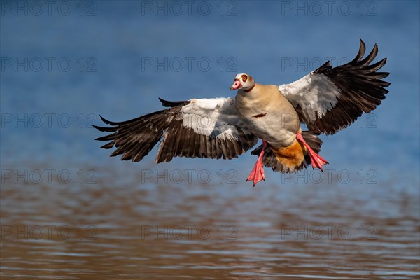 A Egyptian goose landing, Lake Kemnader, Ruhr area, North Rhine-Westphalia, Germany, Europe