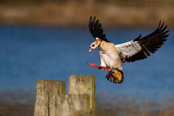 A Nile goose landing, Lake Kemnader, Ruhr area, North Rhine-Westphalia, Germany, Europe