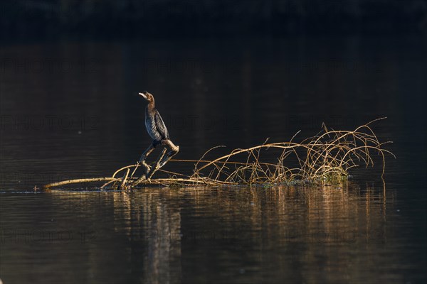 Pygmy Cormorant (Microcarbo pygmaeus) sitting on a branch in the water. Bas-Rhin, Alsace, Grand Est, France, Europe