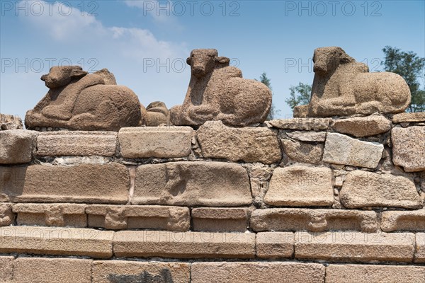 Nandi or Shiva's mount, consecrated Shore temple, UNESCO World Heritage Site, Mahabalipuram or Mamallapuram, Tamil Nadu, India, Asia