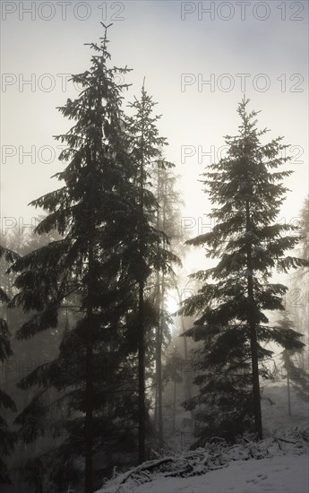 Winter landscape, forest, snow, fog, sun, Radenthein, Carinthia