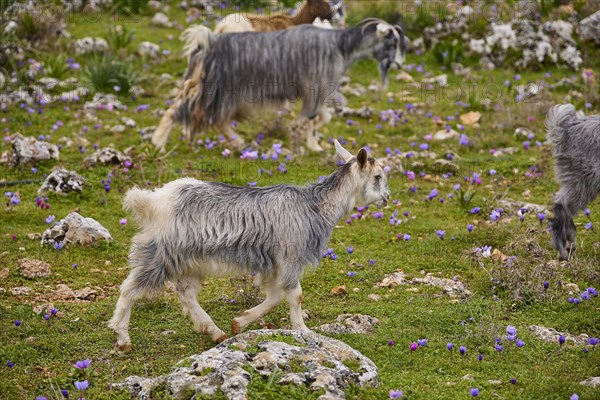 Herd of goats (caprae) with different coats wandering through a rocky area, Aradena Gorge, Aradena, Sfakia, Crete, Greece, Europe
