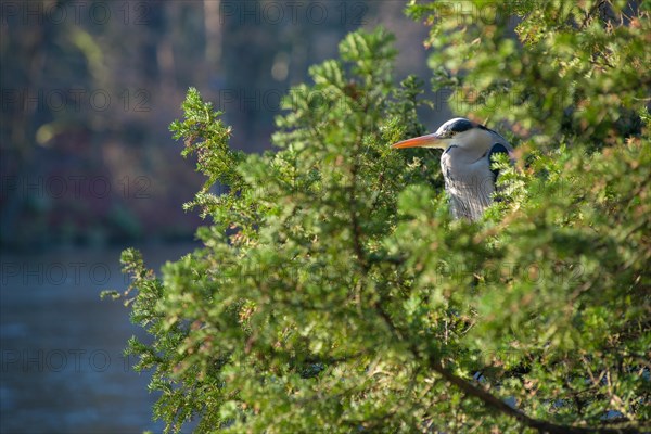 Grey Heron (Ardea cinerea cinerea) or Great Egret stands hidden between the green branches of a english yew (Taxus baccata) on a sunny day, Hesse, Germany, Europe