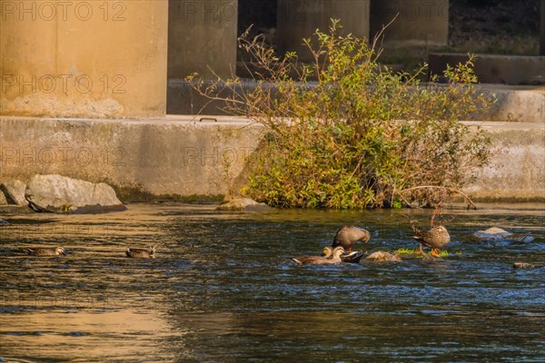 Six spot-billed ducks in shallow water in a flowing river near a bridge pylon with a green shrub in the water