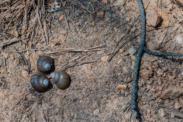 Three brown snail shells laying together on ground