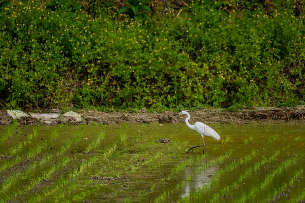 White common egret hunting for food in freshly planted rice paddy