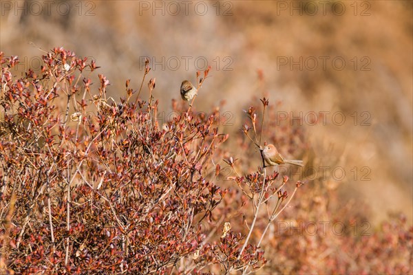 Small rose finch perched on branch of a bush with brown and red leaves