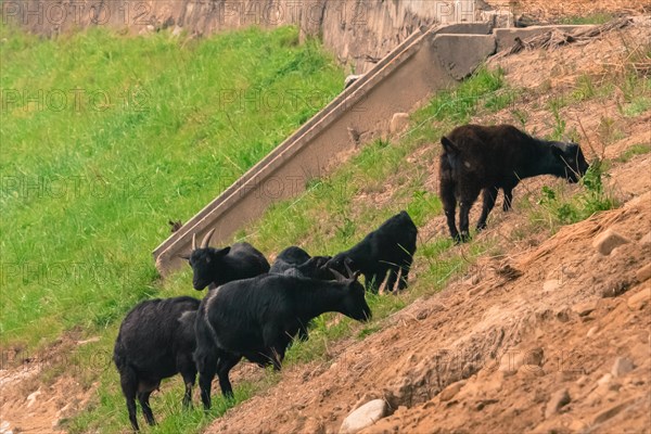 Small herd of black goats grazing on the side of a rocky hill