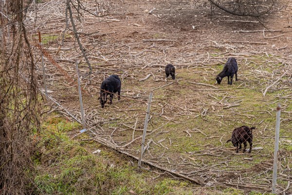 Four black Bengal goats grazing in field littered with broken tree branches