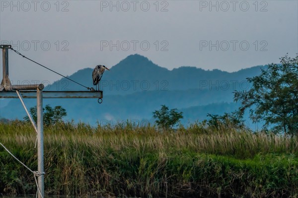 Gray heron standing on a metal crossbeam looking for food with mountains and overcast sky in background
