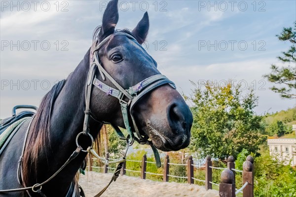 Closeup profile of adult horse wearing full tack with blue partly cloudy sky in background