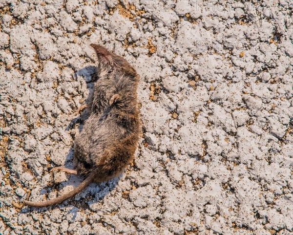 Closeup of the carcass of a dead mole laying on white asphalt on a sunny day