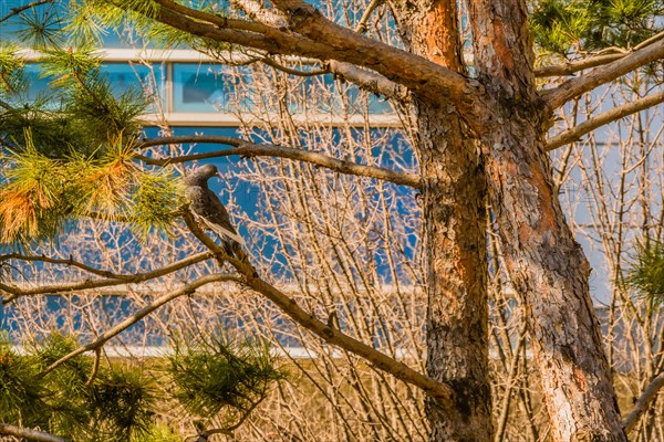 Grey rock pigeon perched on branch of evergreen tree with head turn looking behind toward the tree