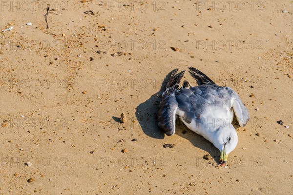 Closeup of dead seagull on lying on sandy beach on sunny afternoon