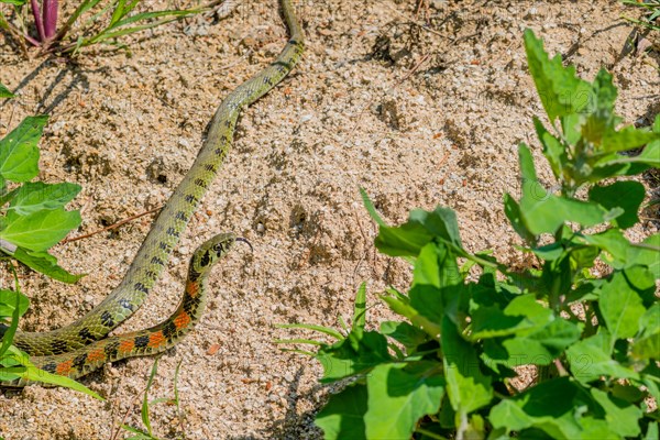 Green garter snake with red and black markings with head raised as it crawls on ground in garden