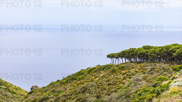 View of the Tyrrhenian Sea from the terrace of the Tenuta delle Ripalte winery, Elba, Tuscan Archipelago, Tuscany, Italy, Europe
