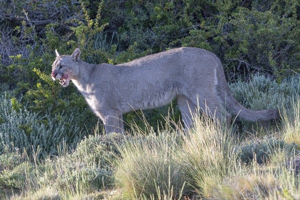 Cougar (Cougar concolor), silver lion, mountain lion, cougar, panther, small cat, Torres del Paine National Park, Patagonia, end of the world, Chile, South America