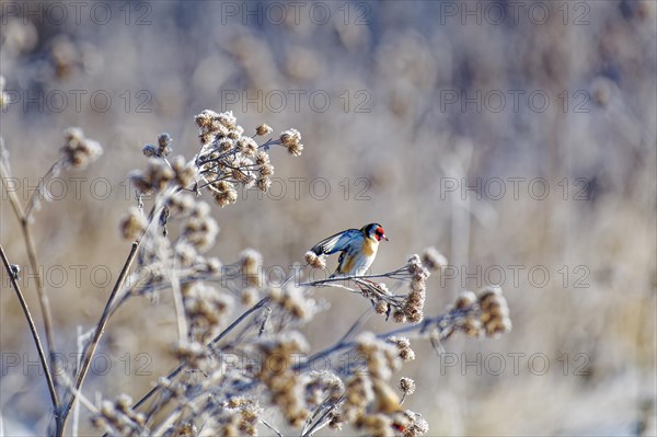 European goldfinch (Carduelis carduelis), goldfinch, in winter, on brown thistle grass with hoar frost, Wismar, Mecklenburg-Western Pomerania, Germany, Europe
