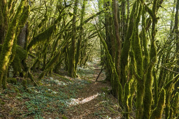 Hiking trail through forest with moss, valley of the Loue, Lizine, near Besancon, Departement Doubs, Bourgogne-Franche-Comte, Jura, France, Europe