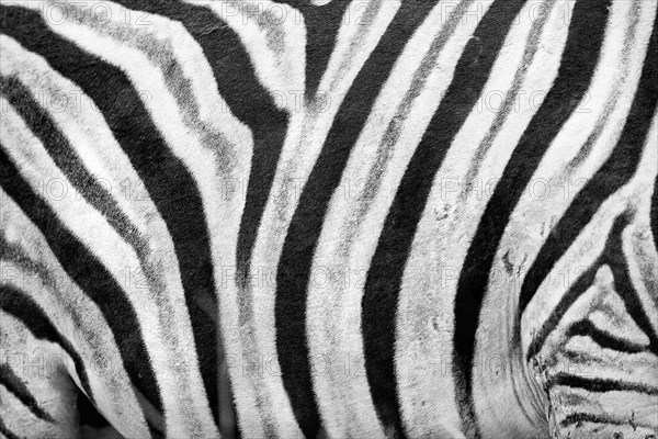 Plains zebra (Equus quagga), wild, free living, safari, ungulate, detail, stripes, pattern, texture, fur, individual, animal, black and white, monochrome, bw in Etosha National Park, Namibia, Africa