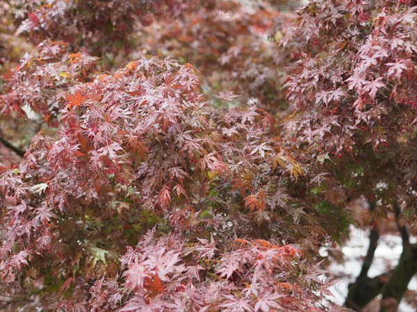 Maple acer tree