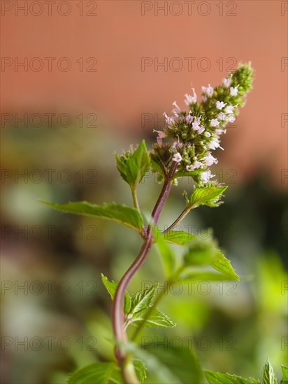 Peppermint (Mentha piperita) plant