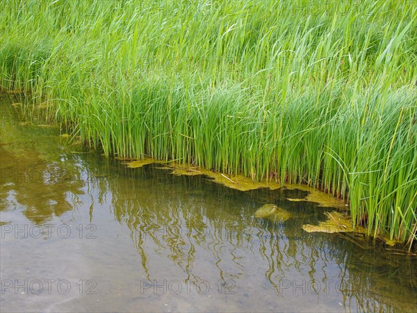 Grass by a pond