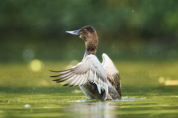 Common pochard (Aythya ferina) shaking its wings on a lake, Bavaria, Germany, Europe