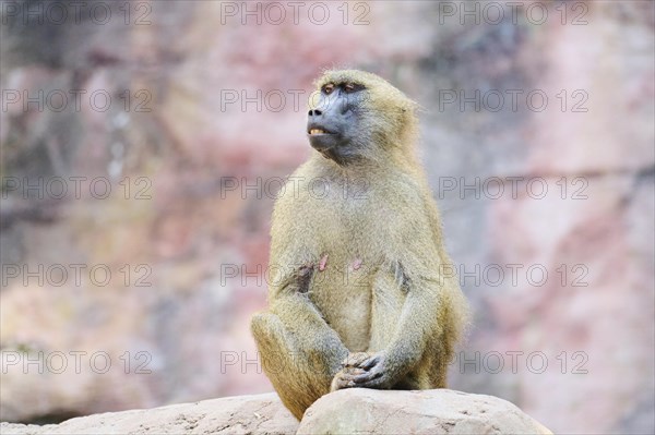 Guinea baboon (Papio papio) sitting on a rock, Bavaria, Germany Europe