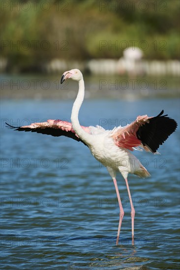 Greater Flamingo (Phoenicopterus roseus) standing in the water shaking its wings, Parc Naturel Regional de Camargue, France, Europe
