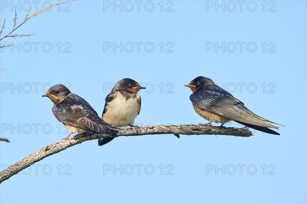 Barn swallow (Hirundo rustica) youngsters sitting on a branch, Camargue, France, Europe